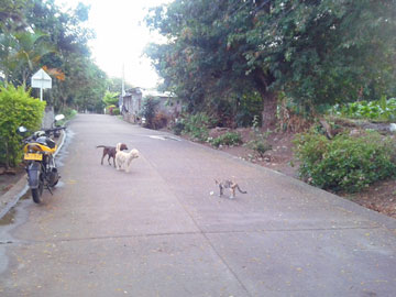 2 perros y una gata en una calle