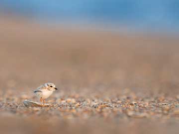 A very little newborn bird on a big background