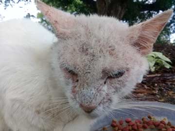 Un gato blanco, su cabeza toda cubierta por la sarna