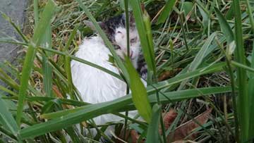 A black and white cat behind some grass leaves