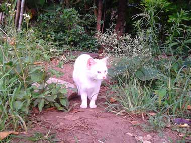 La gata blanca, Nieves, caminando atrás del rancho.