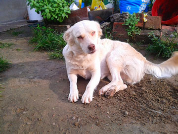 A white dog sitting just on the dirt