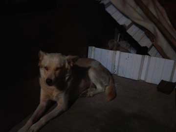 A kind of white dog lying next to a temporary dog house