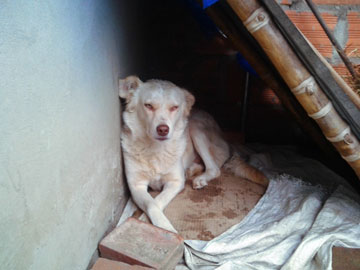 A white dog inside a humble doghouse