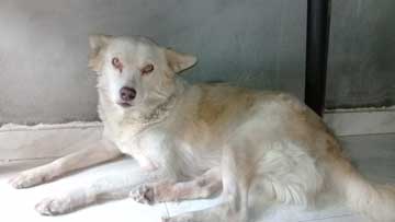 A white dog resting on the floor