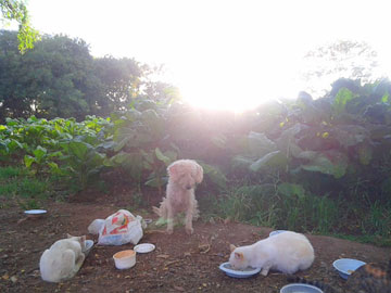 3 cats eating. A dog is watching them