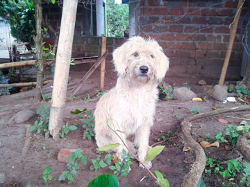 A white dog posing for the photo