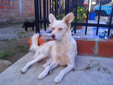 A white dog sitting beside a fence. Behind the fence, a blue swimming pool, a blue trash can, and a blue car