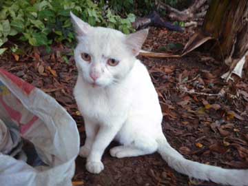 Un gato adulto blanco que luce más bien triste