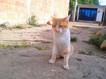 Un gato naranja y blanco con una mirada triste en sus ojos