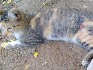 A cat lying on the floor with a wound on her left thigh