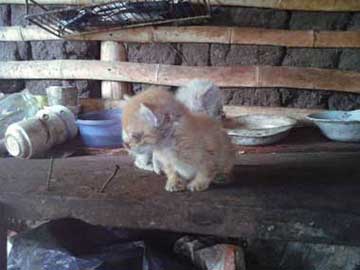 2 kitties (Browny and Igor) on don Joselito's kitchen's table