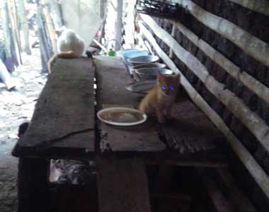 2 cats, Nieves and Browny, on a very humble table of a very humble kitchen