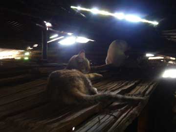 Tigresa and Nieves resting under the roof of don Joselito's shanty