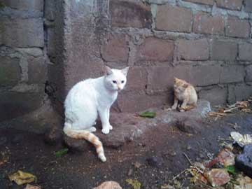 2 gatos sin hogar al lado de un muro de ladrillo