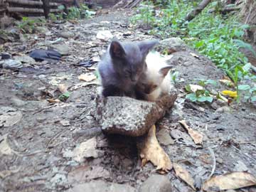 2 gaticos, Bigotes y Blanquita, sobre un pedazo de concreto