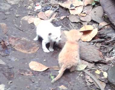 2 newborn kitties, Browny (brown) and Igor (white), playing on the kitchen's floor