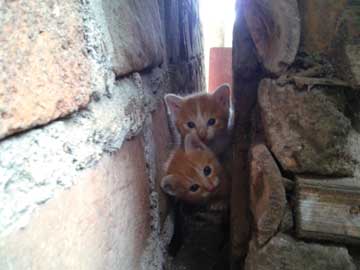 2 kitties in a space between 2 walls. It's very tight even for them