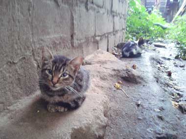 2 kitties, Mis and Flor, sitting by a wall