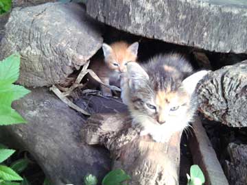 2 gaticos debajo de una plancha de madera