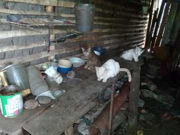 Three cats on top of a table in a very humble kitchen