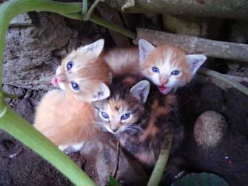 Los 3 gaticos juntos mirando a la cámara