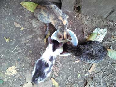 3 kitties eating from a plate on the floor