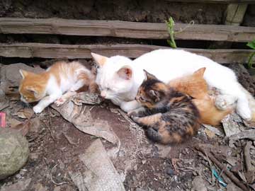 Nieves alimentando a los gaticos y escombros alrededor de ellos