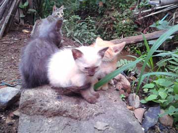 The 3 newborn kitties staying toghether and their mom in the background