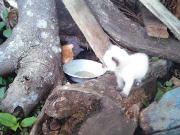 3 kitties feeding under a pile of wood: white, orange, and gray.