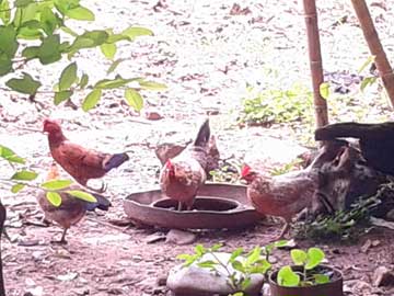 4 hens feeding