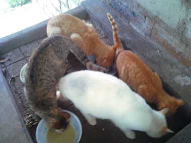 4 gatos comiendo sobre la batea del lavadero