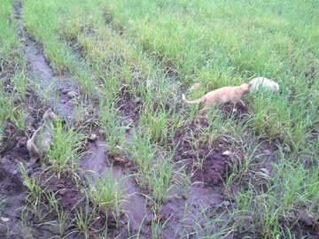 The 4 cats in the field