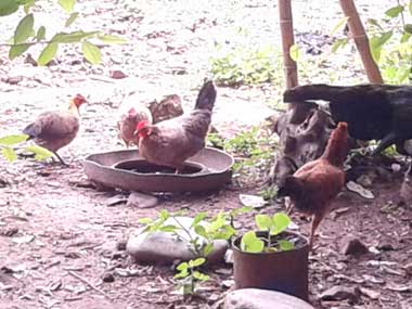 4 hens around their feeding area