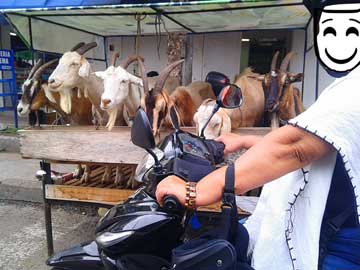 6 cabras siendo mantenidas amarradas en el centro del pueblo mientras el tráfico y la gente pasa.