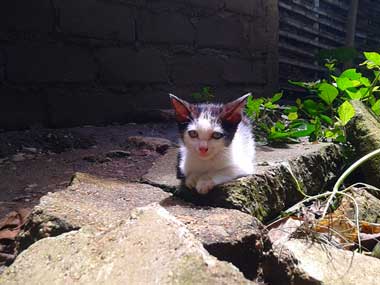 White and black kitty, Flor, sitting on a piece of concrete