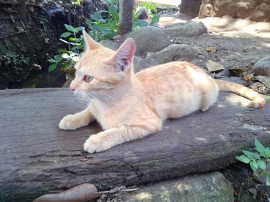 Browny lying on top of a board which is on the floor