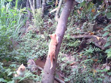 La pequeña Luna escalando un árbol y Tigresa y Gordis al rededor del árbol