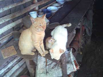 Tres gatos: padre (Tabaco), madre (Nieves) e hija (Browny)