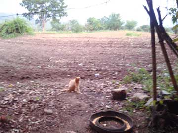 Tabaco en el sembrado atrás del rancho