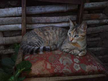 Tigresa sentada en una silla en la vieja cocina