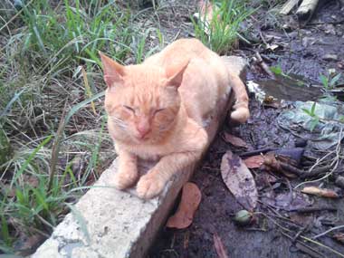 Tabaco lying on top of a concrete pole which is on the floor