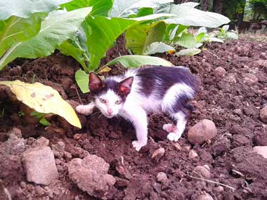 La gatica negra y blanca Flor en el sembradío