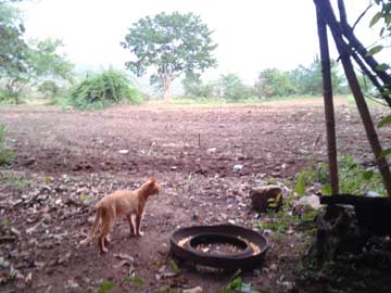 Cat Tabaco in the field