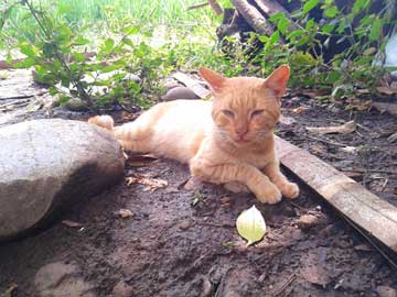 Tabaco echado en medio de un palo largo y una piedra