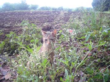 La gata Tigresa escondida detrás de unas matas en el sembrado atrás del rancho