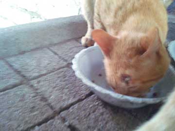 A close-up of Tabaco's wound. It's a black spot bigger than in the former picture