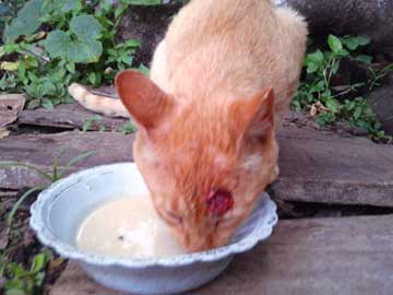 A close-up of Tabaco's wound. It looks red and big