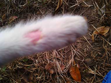 Pata blanca, delantera de Flor con un parche de chunche