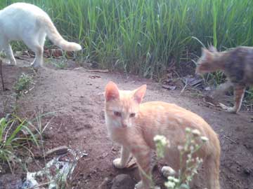 3 de los gatos de don Joselito's caminando por el sembradío